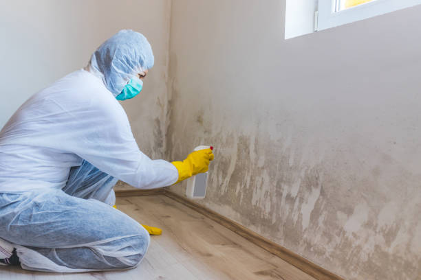 Licensed Mold Removal service in Martinsville, VA - WQB Mold Removal