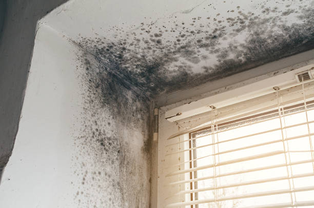 Affordable Mold Removal solutions in Martinsville, VA